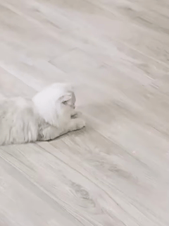 Rechargeable Interactive Laser Toy for Cats and Dogs – Automatic and Handheld Modes, USB Charging