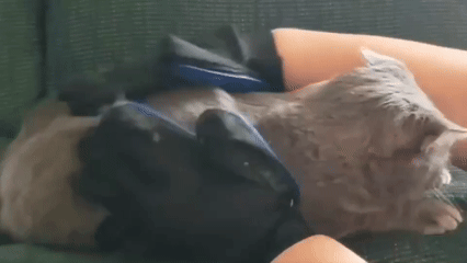 Pet Grooming Gloves TailWaggers™