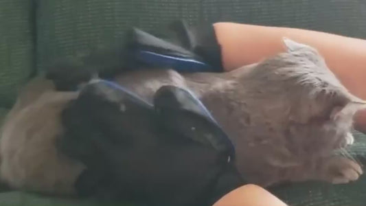 Pet Grooming Gloves Dog Brush  TailWaggers™