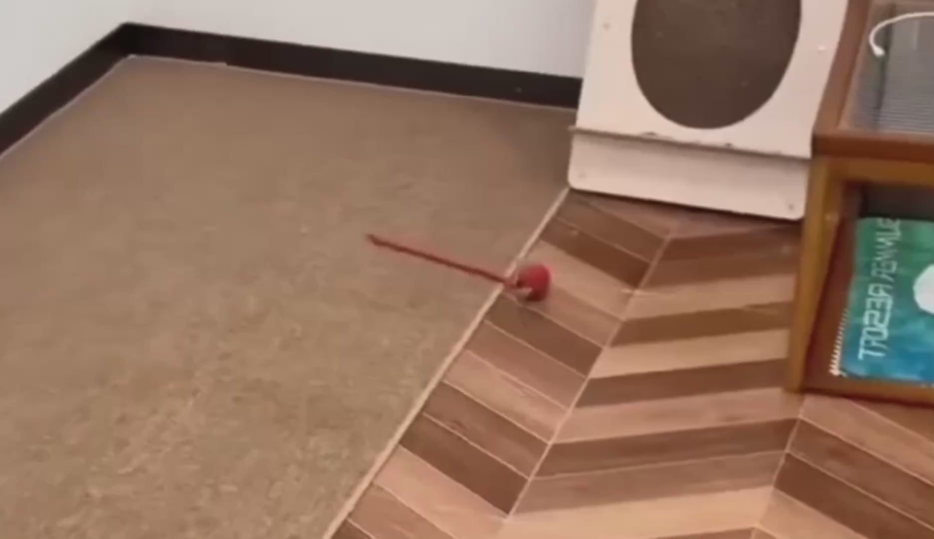 Smart Automatic Rolling Pet Ball – Interactive Cat Toy with Rope